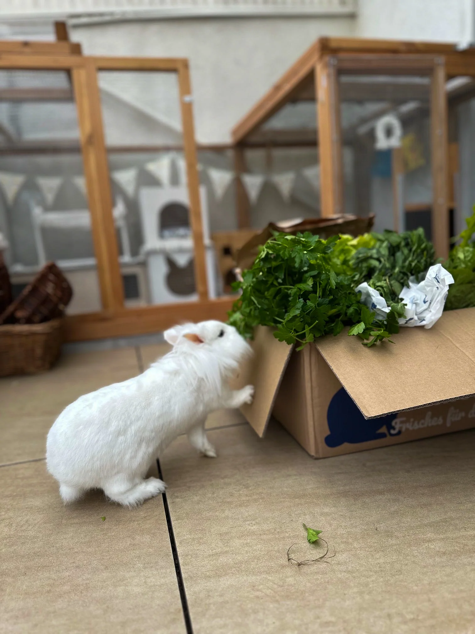 Kattis Frischekiste - Image 3