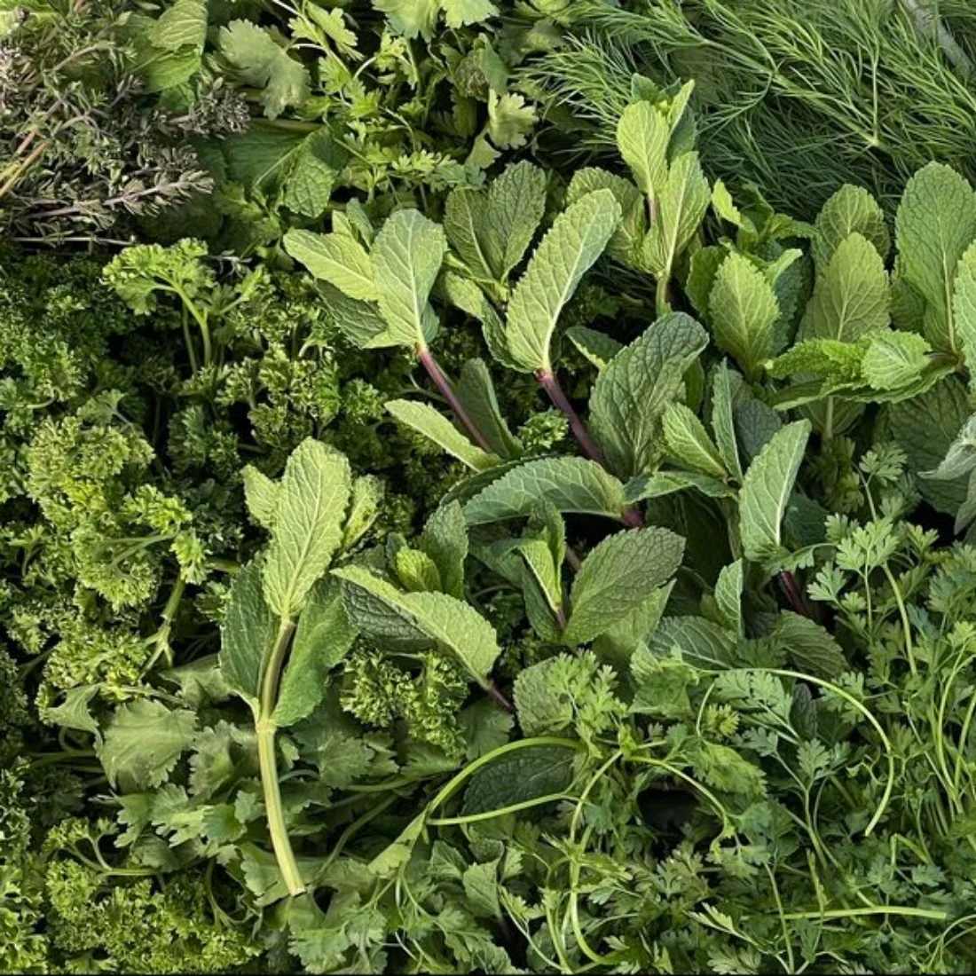 Kräutertüte - Image 3